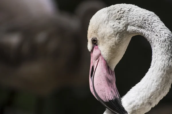 Flamingo Detail - Bird Head with Pink Beak - Bill — ストック写真