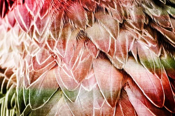 Abstract achtergrond - roze en groene vogel veren — Stockfoto