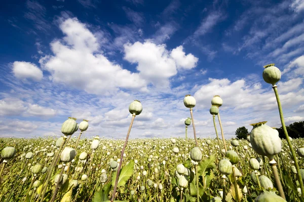 Papaver Somniferum - Summer White Field Poppy Field View in Czech Republic — Stock Photo, Image