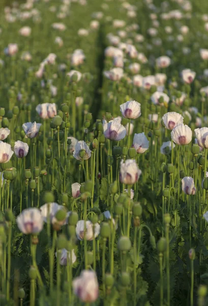 Field of White Poppy Background. — Stock Photo, Image