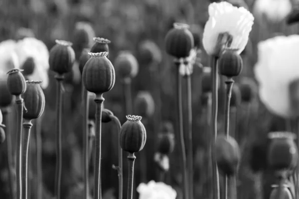 Field Poppy Head. Foto in bianco e nero . — Foto Stock
