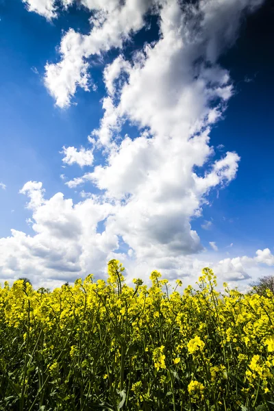 Oilseed Rape. Yellow Plants with Blue Sky and Clouds. — Stock Photo, Image