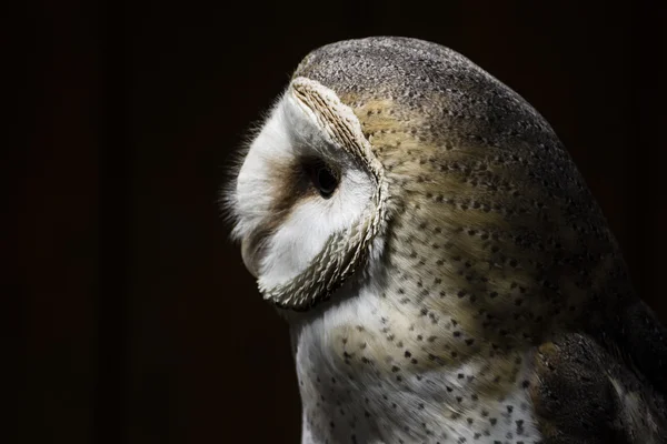 Schleiereule Profil Porträt auf dunklem Hintergrund — Stockfoto