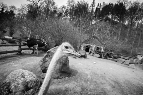 Ostrich Bird Wide Angle Black and White Photo — Stock Photo, Image