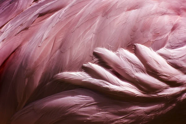 Flamingo veren - abstracte achtergrond van de vogel — Stockfoto