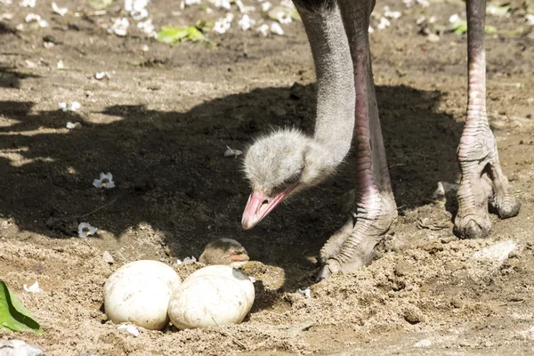 Ostrich Checking Big Eggs — ストック写真