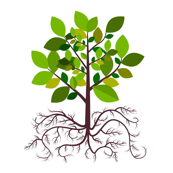 Tree with Roots Vector — Stock Vector