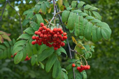 Olgun kırmızı meyveler.