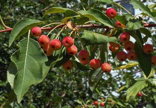 잘 익은 과일로 사과 나무 가지. — 스톡 사진
