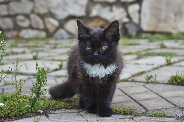 石头上的小熊猫. — 图库照片