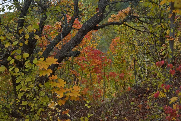 Árvore de maçã velha na floresta de outono . — Fotografia de Stock