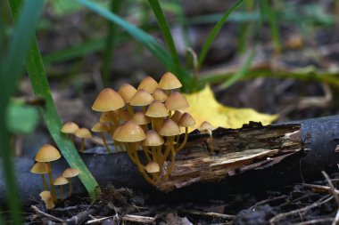 Ormandaki mantarlar.