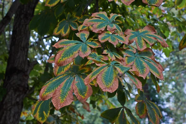 Branche de châtaignier aux feuilles bigarrées . — Photo