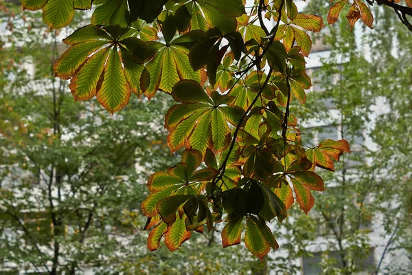 Branch of chestnut with withering leaves. — Stock Photo, Image