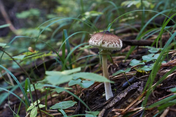 Funghi nel bosco. — Foto Stock