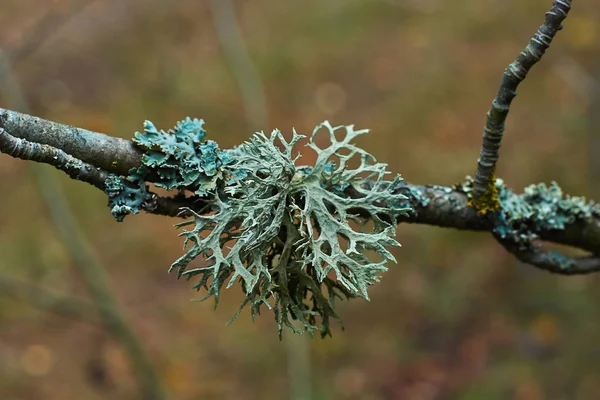 Musgo em uma árvore seca na floresta  . — Fotografia de Stock