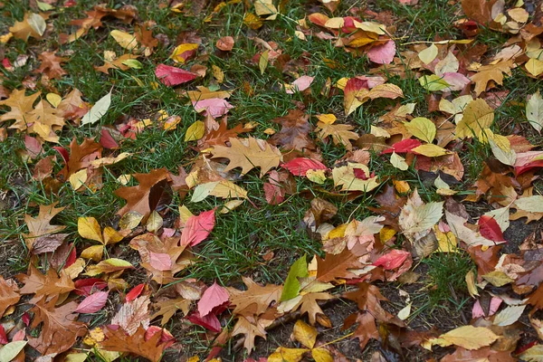 Осіннє листя на стежці в лісі . — стокове фото