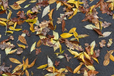 Park geçit renkli düşen yapraklar.