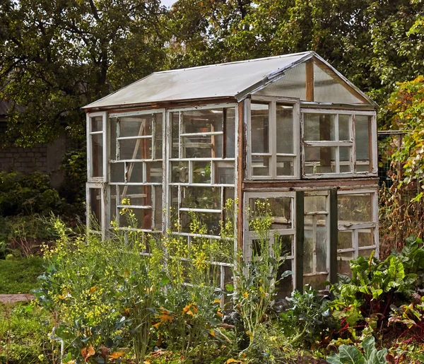 Small greenhouse of old windows.