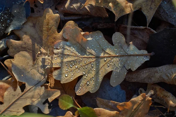 Капли росы на опавшие листья осенью . — стоковое фото