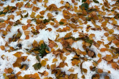 Erken kış. Yaprakları düştü önce kar düştü.