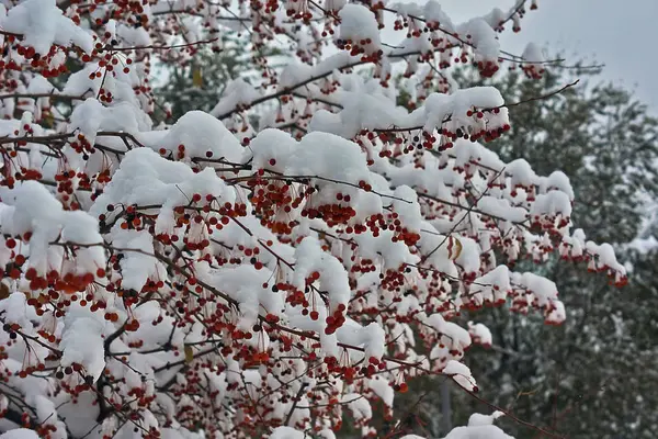 Маленькие плоды диких яблонь, покрытых снегом . — стоковое фото