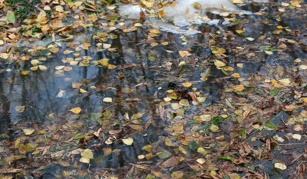 Autumn leaves in the puddles of  water. — Stock Photo, Image