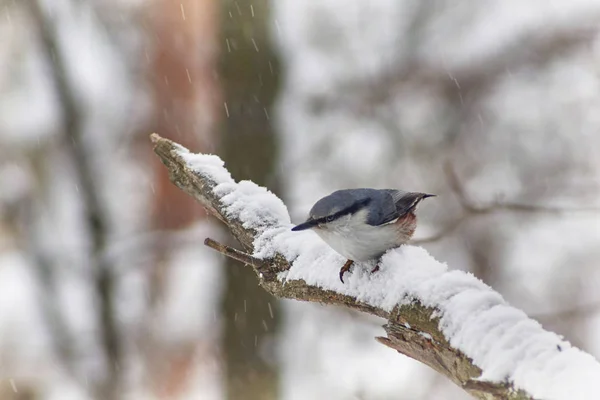 Nuthatch pássaro selvagem no fundo de uma floresta de inverno . — Fotografia de Stock