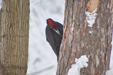 Kara ağaçkakan kurutulmuş çam üzerinde.