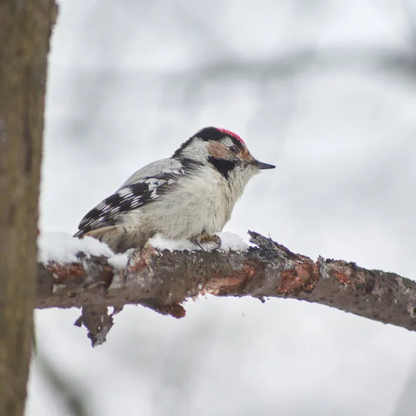 Lesser spotted woodpecker. — Stock Photo, Image