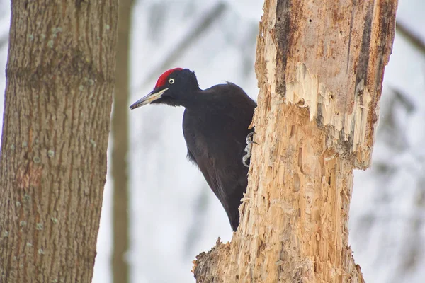 Black Woodpecker  on dried pine. — Stock Photo, Image