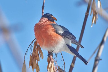 Kül bir şube üzerinde (Pyrrhula (Pyrrhula Bullfinch.