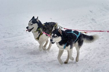 Kızak köpekleri husky .