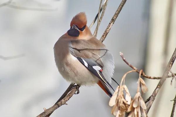 Bombycilla Garrulus. Songbird Sidensvansar — Stockfoto