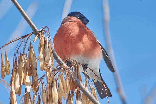 Pyrrhula pyrrhula auf einem Ast aus Esche. — Stockfoto