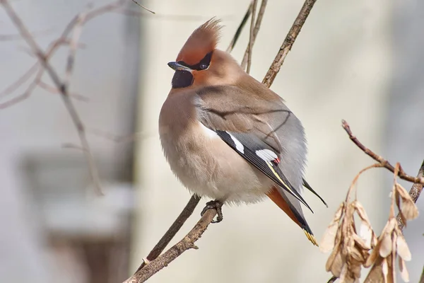 Bombycilla garrulus. Ailes de cire d'oiseau chanteur sur les branches  . — Photo