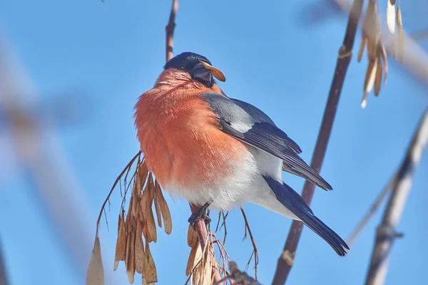 Pyrrhula pyrrhula bullfinch sobre una rama de fresno . —  Fotos de Stock