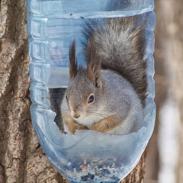 Veverița din alimentatorul de păsări . — Fotografie, imagine de stoc
