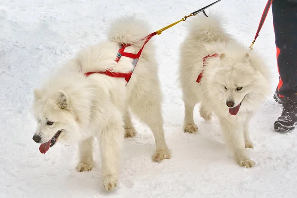 Sled dogs in the far North. — Stock Photo, Image