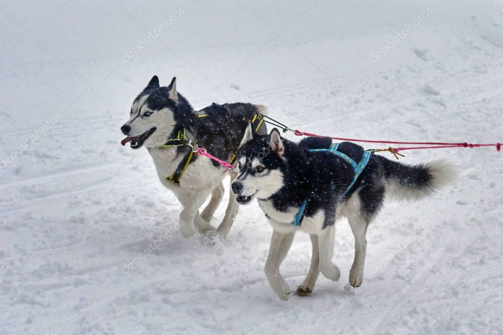 Husky Schlittenhunde. — Stockfoto © AlexanderSidyako 146845139