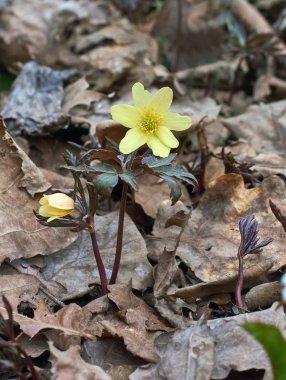 Bahar çiçekli bitki (Anemon nemorosa).