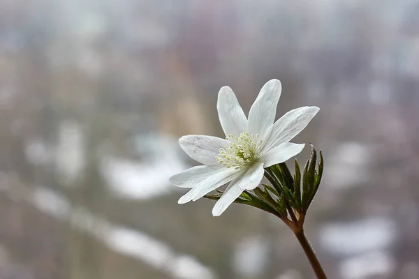 Wiosną rośliny (Anemone nemorosa). — Zdjęcie stockowe