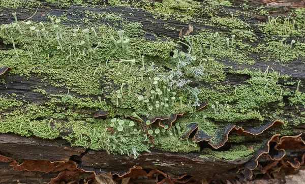 Épaisseurs de mousses et de lichens  . — Photo