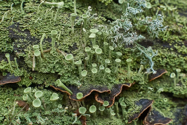 Épaisseurs de mousses et de lichens . — Photo
