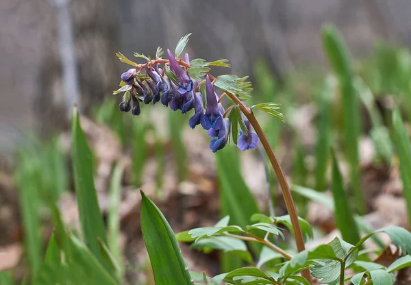 Corydalis solida on spring forest thawed. — Stock Photo, Image