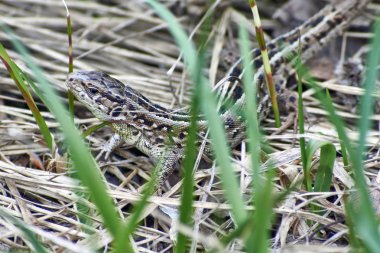 Kuru ot, gri kertenkele. 