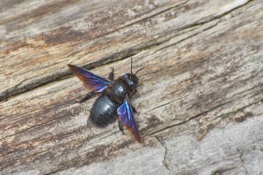 Arı - bahar güneş ışığı üzerinde bir marangoz.