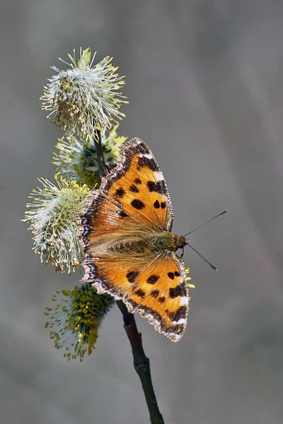 Krásný motýl na rozkvetlé větvi. — Stock fotografie