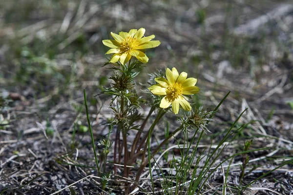 Spring flowers of Adonis (Adonis vernalis). — Stock Photo, Image