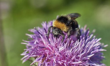 Bir çiçek üzerinde dinlenme bumblebee.